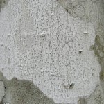 Arthonia susa