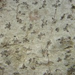 Arthonia susa