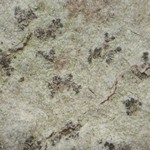 Arthonia susa