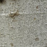 Arthonia susa