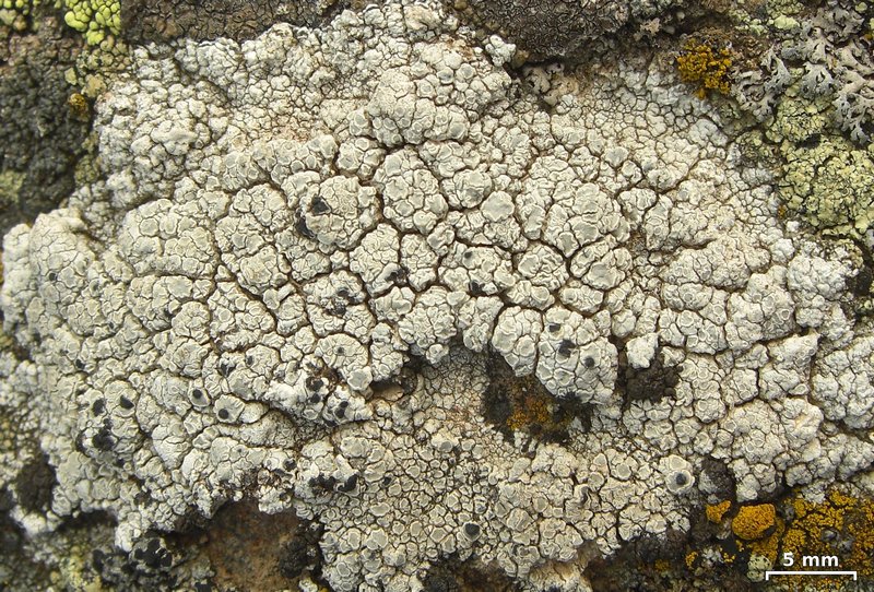 Arthonia varians