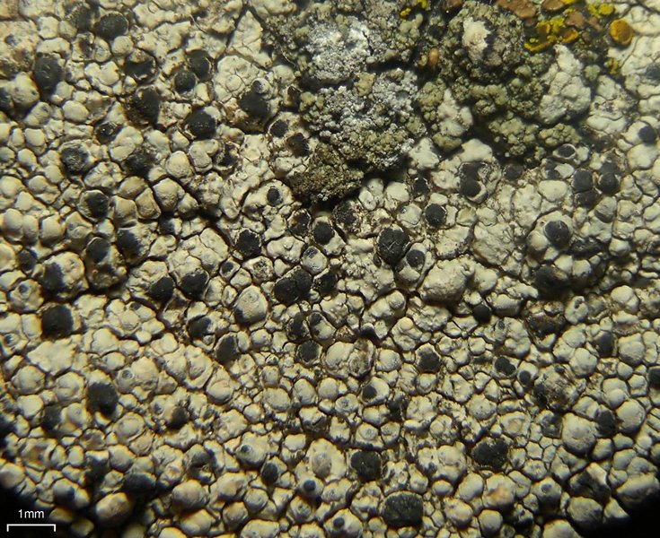 Arthonia varians