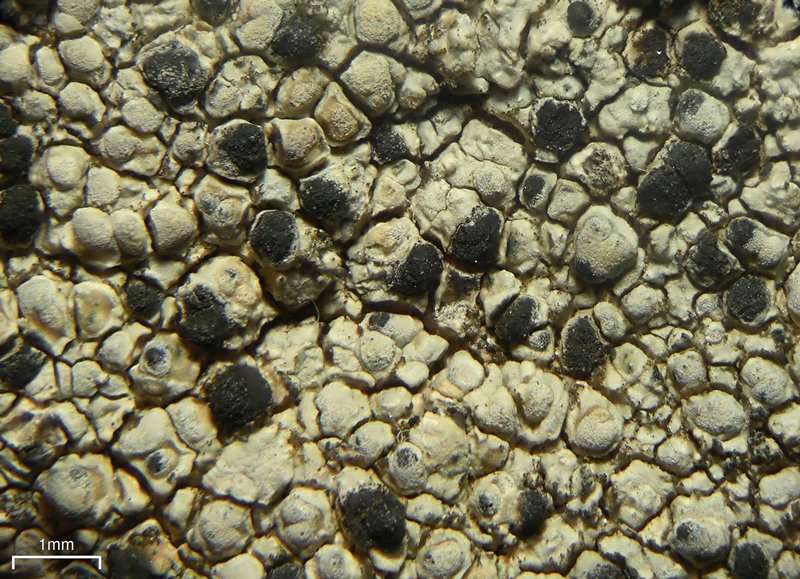 Arthonia varians