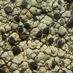 Arthonia varians