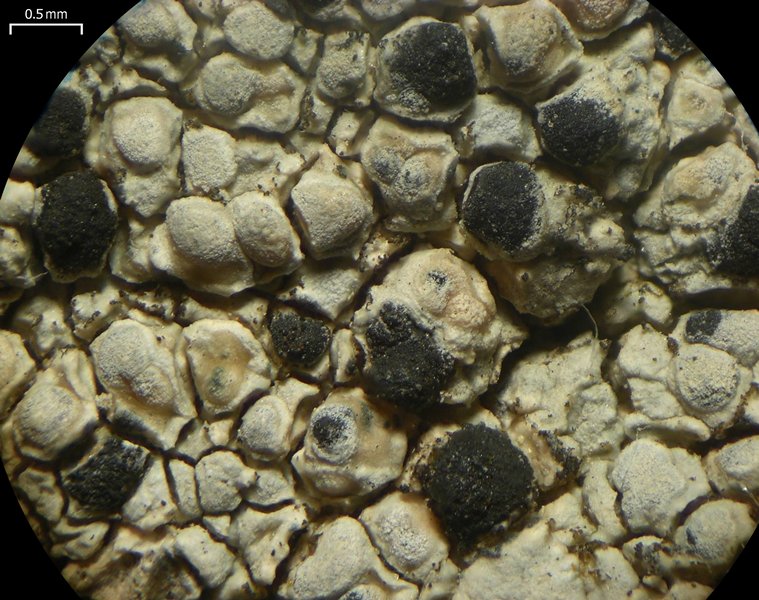 Arthonia varians
