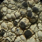 Arthonia varians