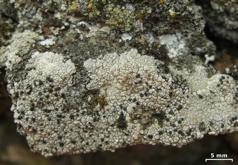 Arthonia varians
