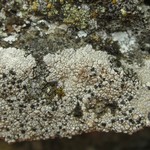 Arthonia varians