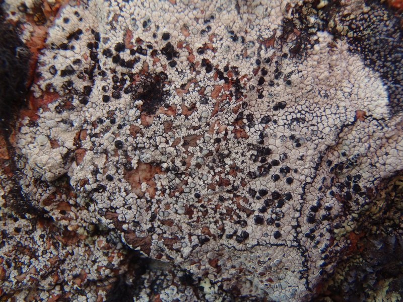 Arthonia varians