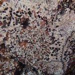 Arthonia varians