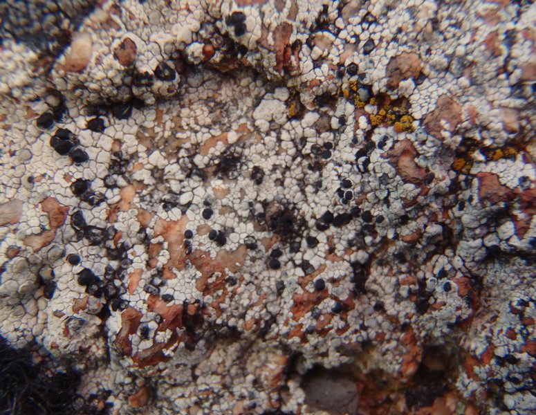 Arthonia varians