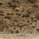 Arthonia vinosa
