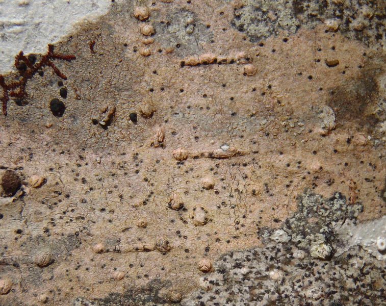 Arthopyrenia analepta