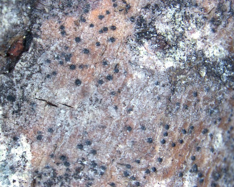 Naetrocymbe punctiformis
