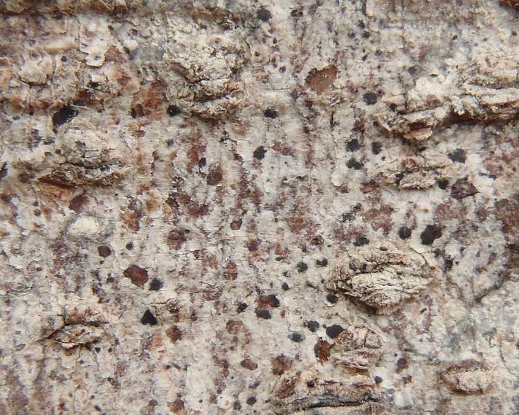 Arthonia norvegicum