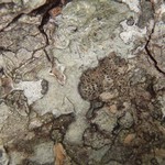 Arthonia norvegicum