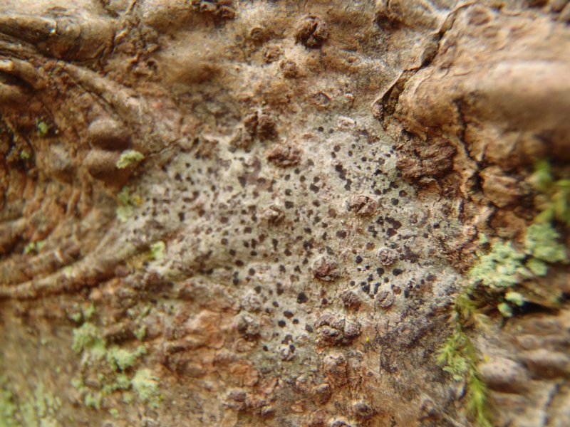 Arthonia norvegicum
