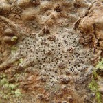 Arthonia norvegicum