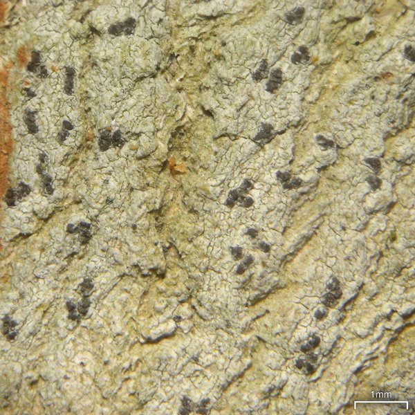 Arthonia norvegicum