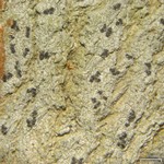 Arthonia norvegicum