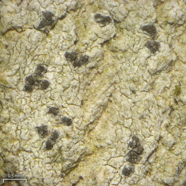 Arthonia norvegicum