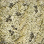 Arthonia norvegicum
