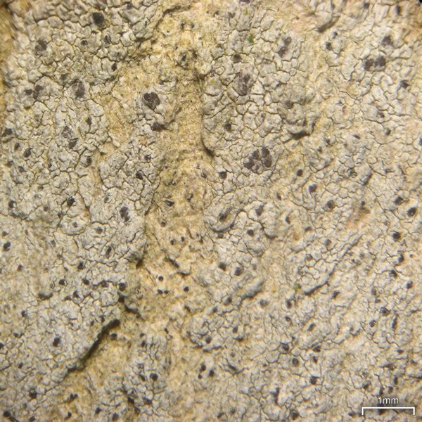 Arthonia norvegicum