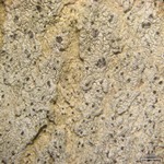Arthonia norvegicum