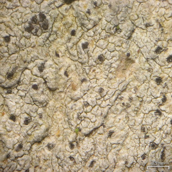 Arthonia norvegicum