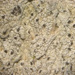 Arthonia norvegicum