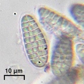 Arthonia norvegicum