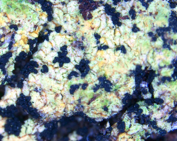 Arthrorhaphis alpina