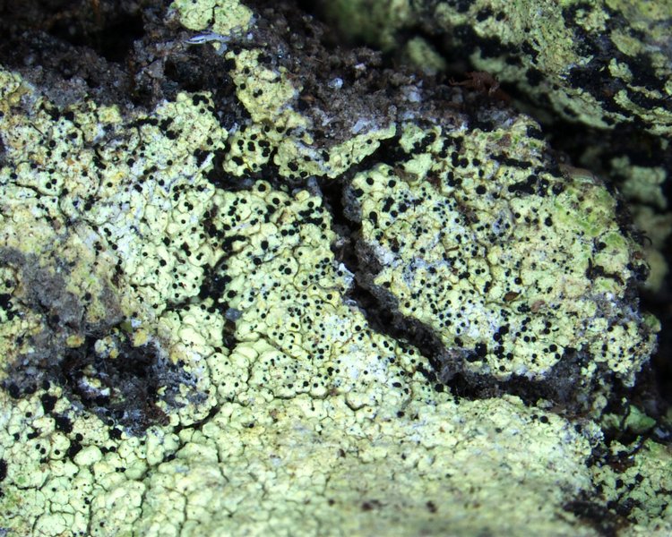 Arthrorhaphis alpina