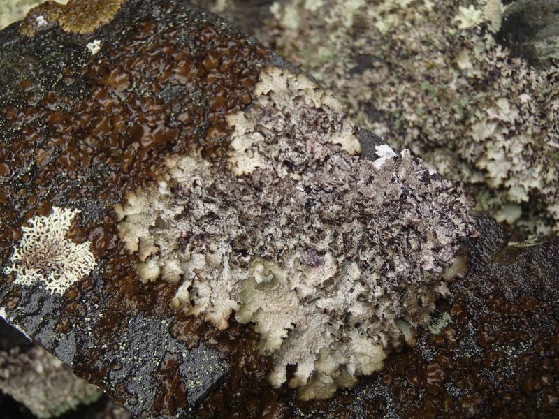 Asahinea scholanderi
