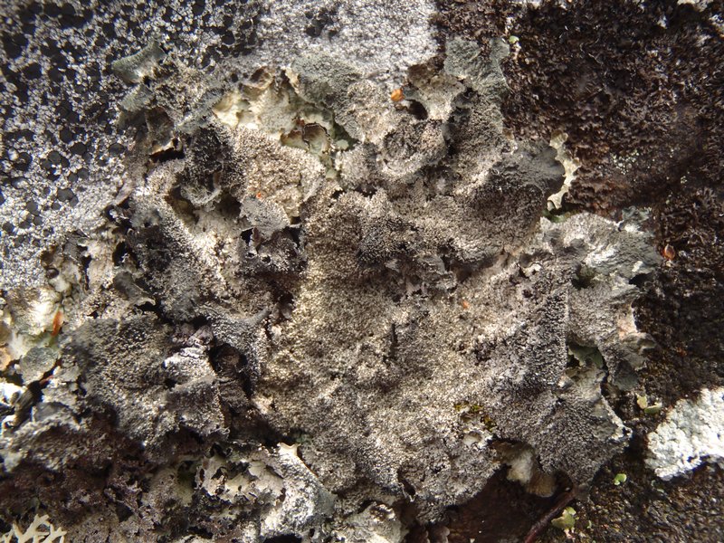 Asahinea scholanderi