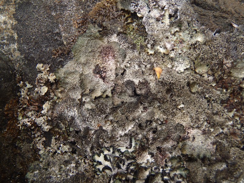 Asahinea scholanderi
