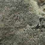 Aspicilia americana