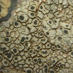Aspicilia aquatica