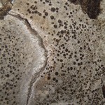 Aspicilia aquatica