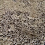 Aspicilia aquatica