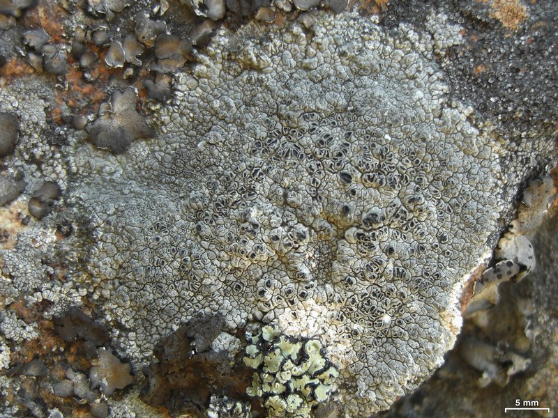 Aspicilia arizonica
