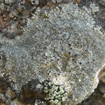 Aspicilia arizonica