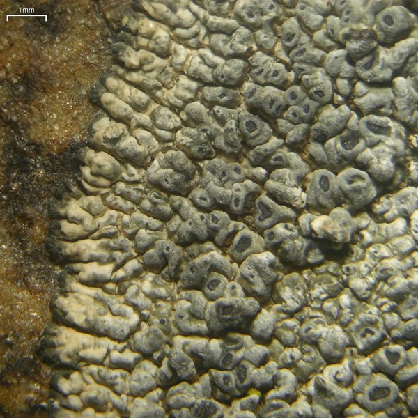 Aspicilia arizonica