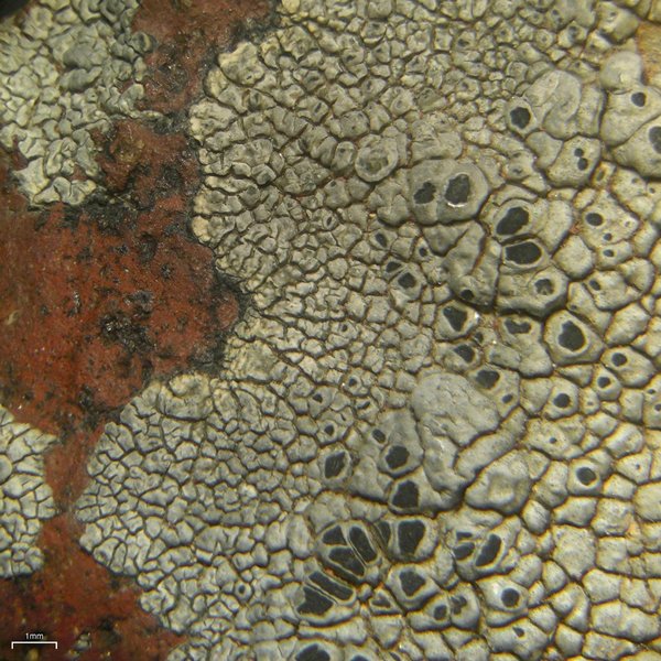 Aspicilia arizonica