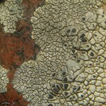 Aspicilia arizonica