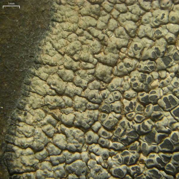 Aspicilia arizonica