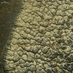 Aspicilia arizonica