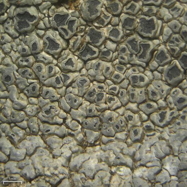 Aspicilia arizonica