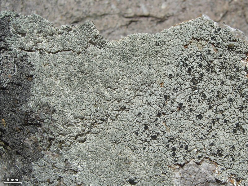 Aspicilia arizonica