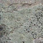 Aspicilia arizonica